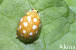 16 spot Ladybird