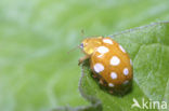 16 spot Ladybird