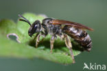 Zesvlekkige groefbij (Lasioglossum sexnotatum) 