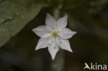 Zevenster (Trientalis europaea)