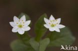 Zevenster (Trientalis europaea)