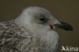 Herring Gull (Larus argentatus)