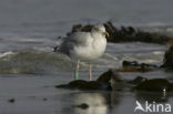 Herring Gull (Larus argentatus)