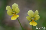 Zinkviooltje (Viola lutea ssp. calaminaria) 