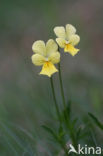 Zinkviooltje (Viola lutea ssp. calaminaria) 