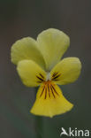Zinkviooltje (Viola lutea ssp. calaminaria) 