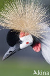 Grey Crowned-Crane (Balearica regulorum)