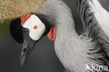 Grey Crowned-Crane (Balearica regulorum)