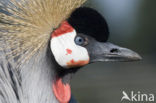 Grey Crowned-Crane (Balearica regulorum)