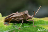 squashbug (Coreus marginatus)