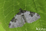 Garden Carpet (Xanthorhoe fluctuata)