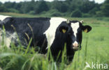 Mottled Cow (Bos domesticus)