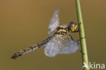 Zwarte heidelibel (Sympetrum danae)