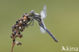 Zwarte heidelibel (Sympetrum danae)