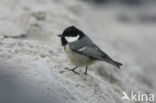 Zwarte Mees (Parus ater)