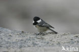 Zwarte Mees (Parus ater)