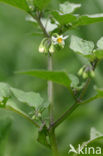 Black Nightshade (Solanum nigrum subsp. nigrum)