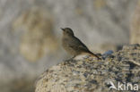 Black Redstart (Phoenicurus ochruros)