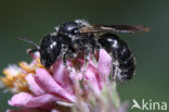 Zwartgespoorde houtmetselbij (Osmia leucomelana)