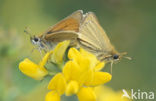 european skipper (Thymelicus lineola)