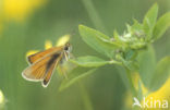 european skipper (Thymelicus lineola)