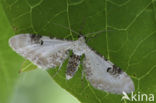 Zwartvlekdwergspanner (Eupithecia centaureata)