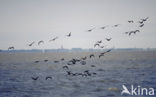 Aalscholver (Phalacrocorax carbo)