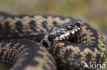 Common Viper (Vipera berus)