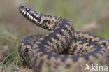 Common Viper (Vipera berus)