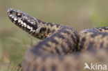 Common Viper (Vipera berus)