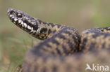 Adder (Vipera berus) 