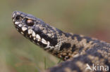 Common Viper (Vipera berus)