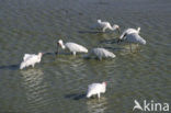 African Spoonbill (Platalea alba)