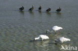 African Spoonbill (Platalea alba)