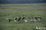 Afrikaanse Maraboe (Leptoptilos crumeniferus)