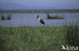 Yellow-billed stork (Mycteria ibis)