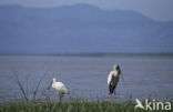 Yellow-billed stork (Mycteria ibis)