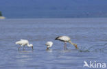 Yellow-billed stork (Mycteria ibis)