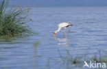 Yellow-billed stork (Mycteria ibis)