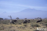 Afrikaanse olifant (Loxodonta africana) 