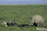 Afrikaanse olifant (Loxodonta africana) 