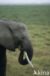 African elephant (Loxodonta africana) 