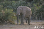 African elephant (Loxodonta africana) 