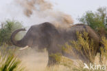 Afrikaanse olifant (Loxodonta africana) 