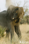 Afrikaanse olifant (Loxodonta africana) 