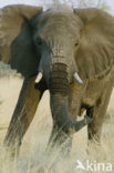 Afrikaanse olifant (Loxodonta africana) 