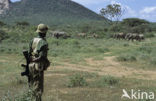 Afrikaanse olifant (Loxodonta africana) 