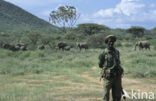 Afrikaanse olifant (Loxodonta africana) 