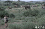 Afrikaanse olifant (Loxodonta africana) 