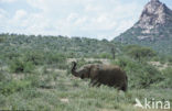 Afrikaanse olifant (Loxodonta africana) 